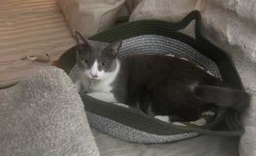 Customer's grey and white cat resting comfortably inside an olive green and grey Instinct Basket on a bed.