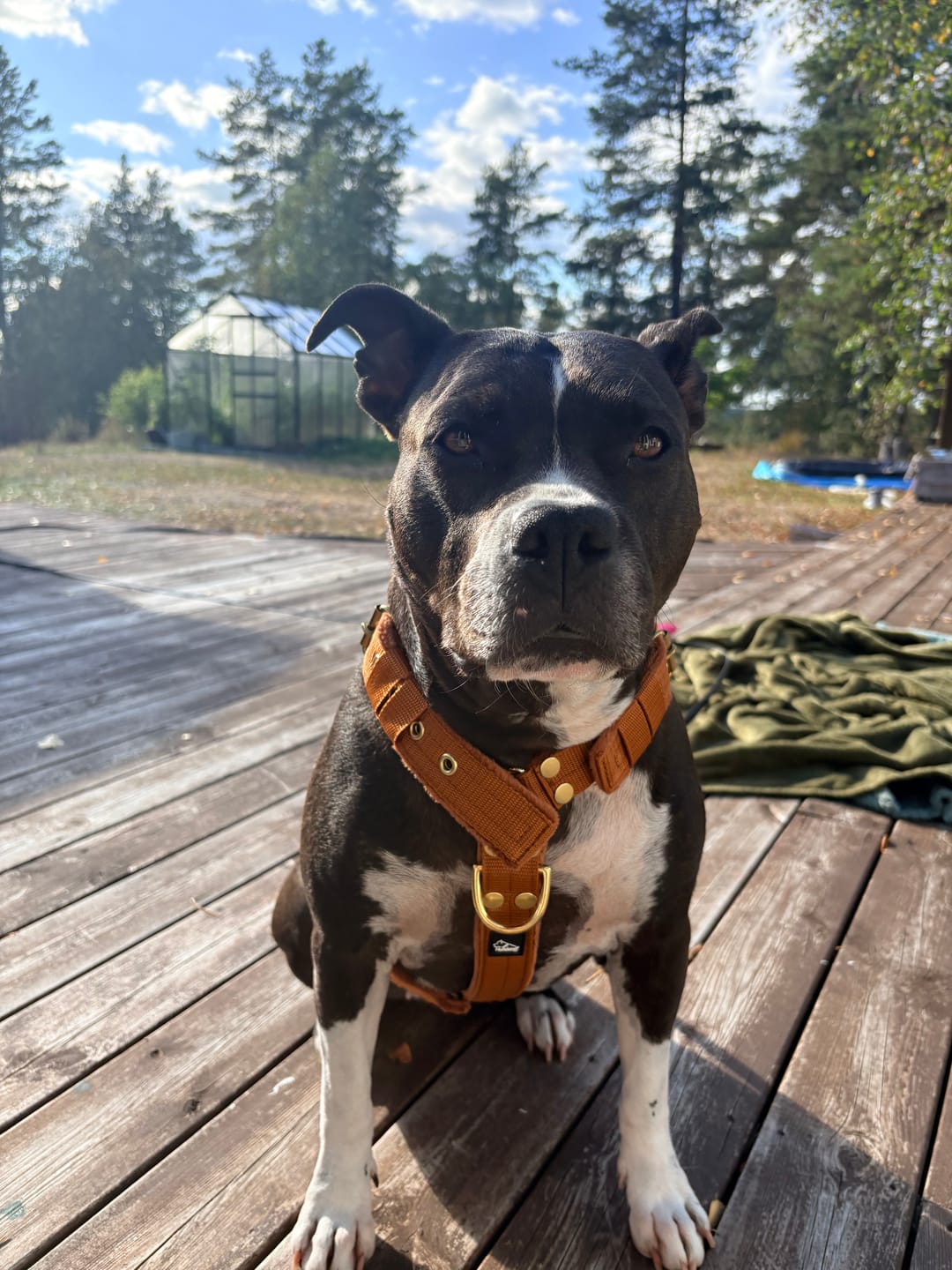 Customer photo review of Hundsele med namn