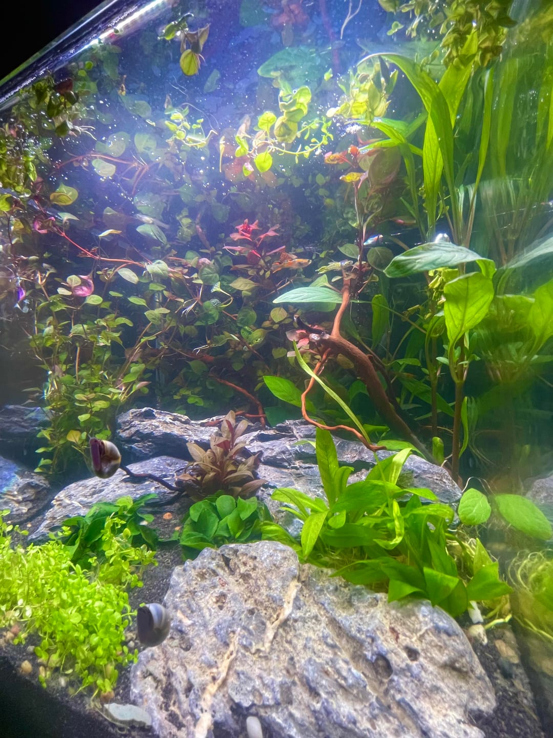 Customer photo review of Half Black Yellow Guppy Fish