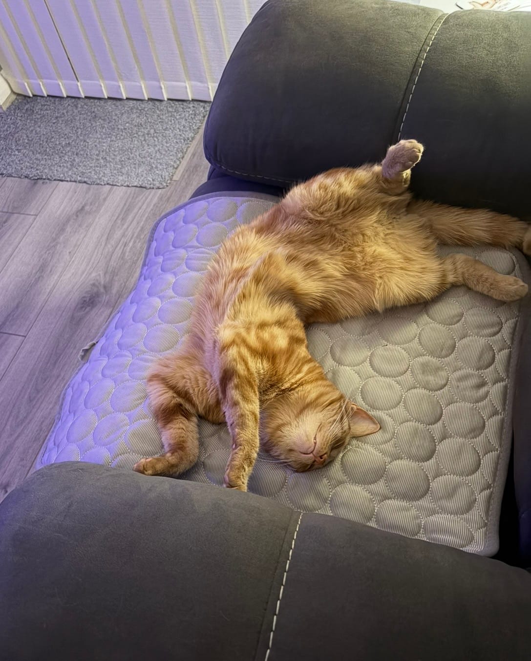 Customer photo review of The Ultimate Cooling Pet Mat
