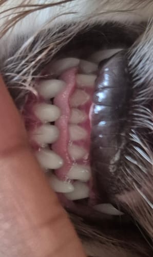 Customer photo review of Dental Powder