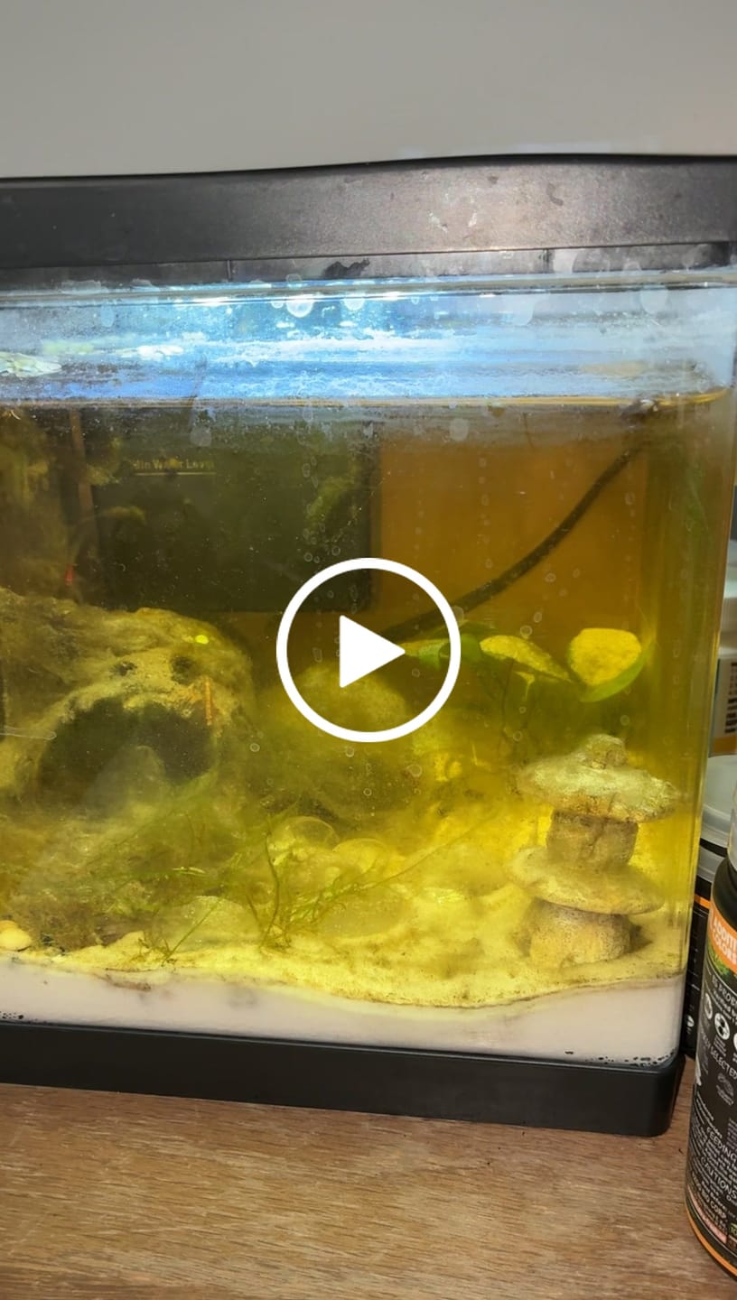 Customer video review of Fire Red Cherry Shrimp