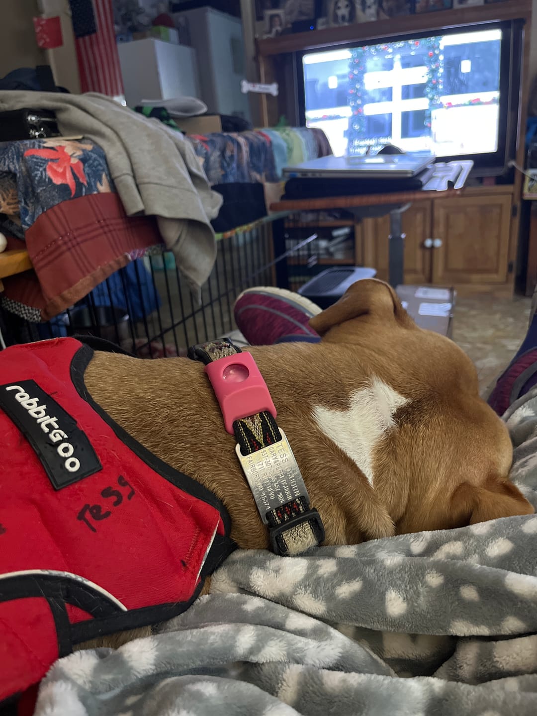 Customer photo review of FurLife™ - 12 Months All Natural Flea and Tick Tags for Dogs