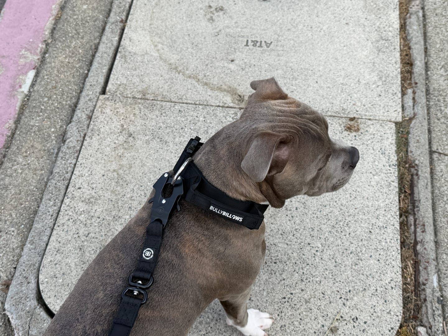 Customer photo review of 1.4m Swivel Combat Lead | Anti-Tangle & Secure Clip - Black