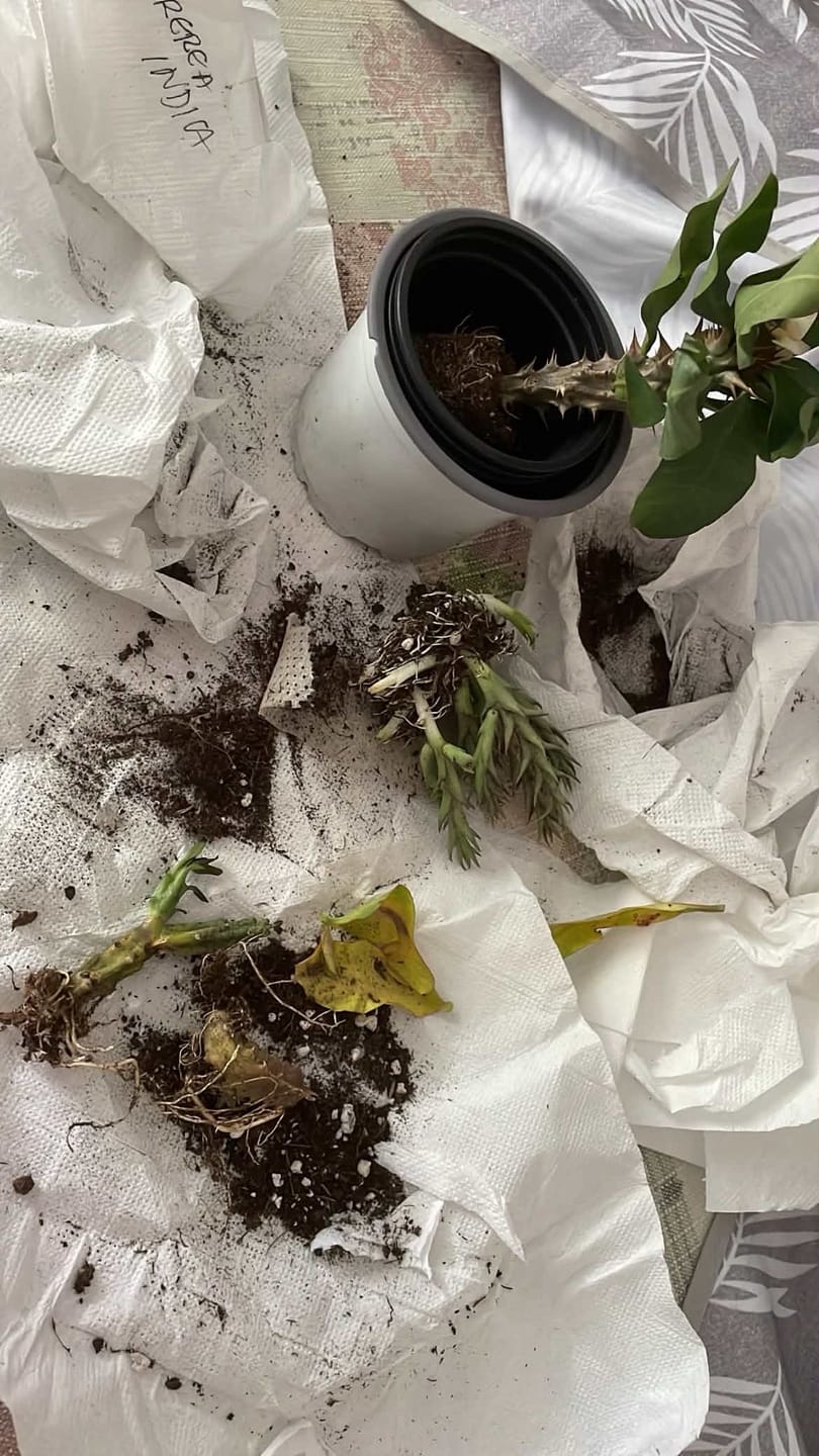 Customer photo review of Edithcolea grandis "Tapete de Persa"