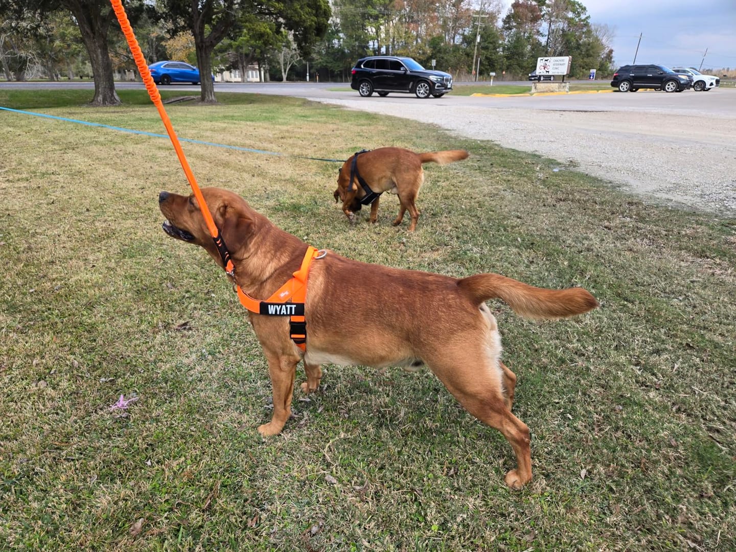 Customer photo review of Tailwag Co. Harness