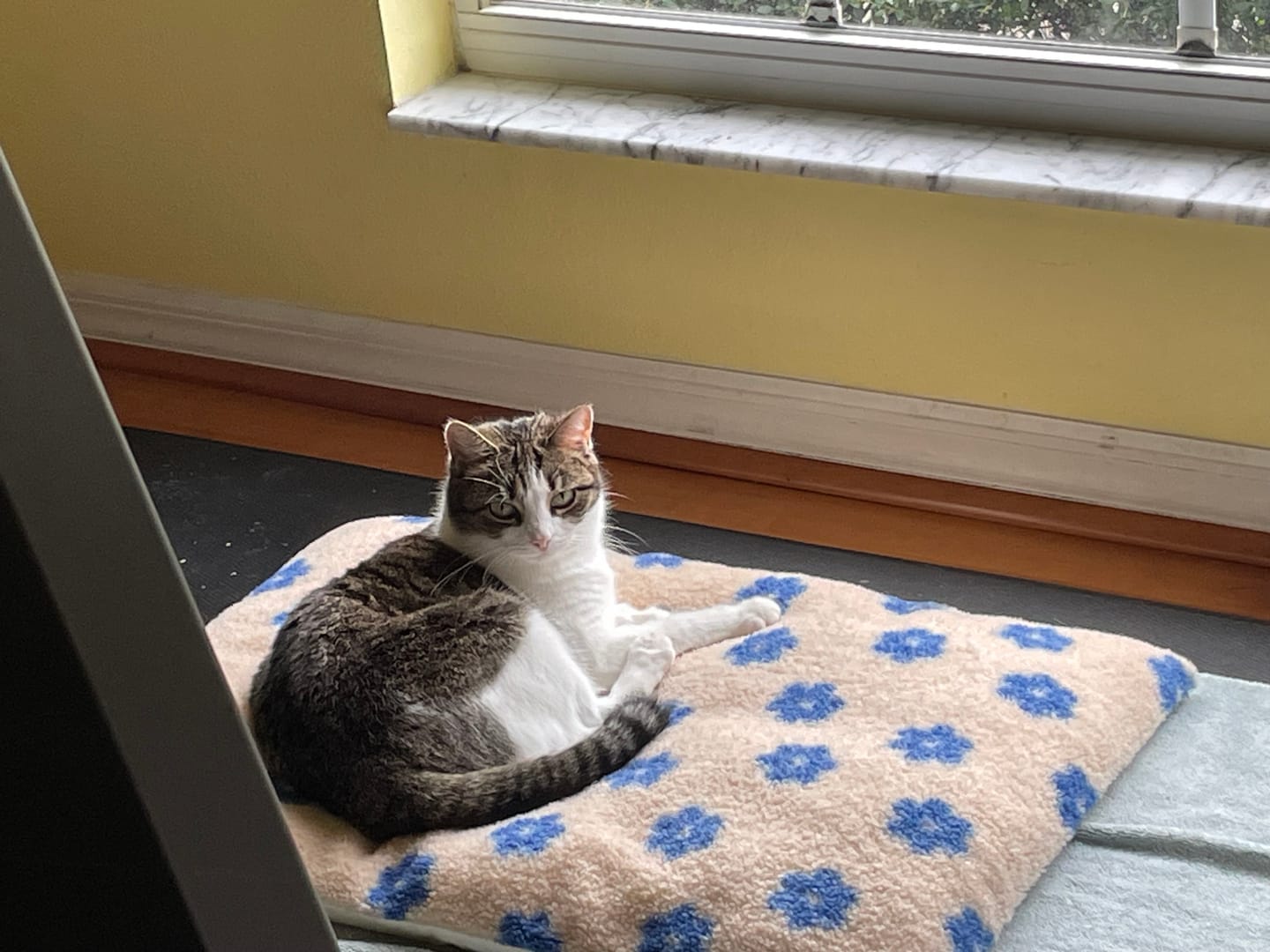 Customer photo review of Daisy Cloud Pastry Bed