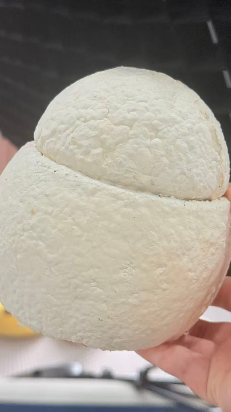 Customer photo review of LovFur™ Snowmelt Mycelium Pet Urn