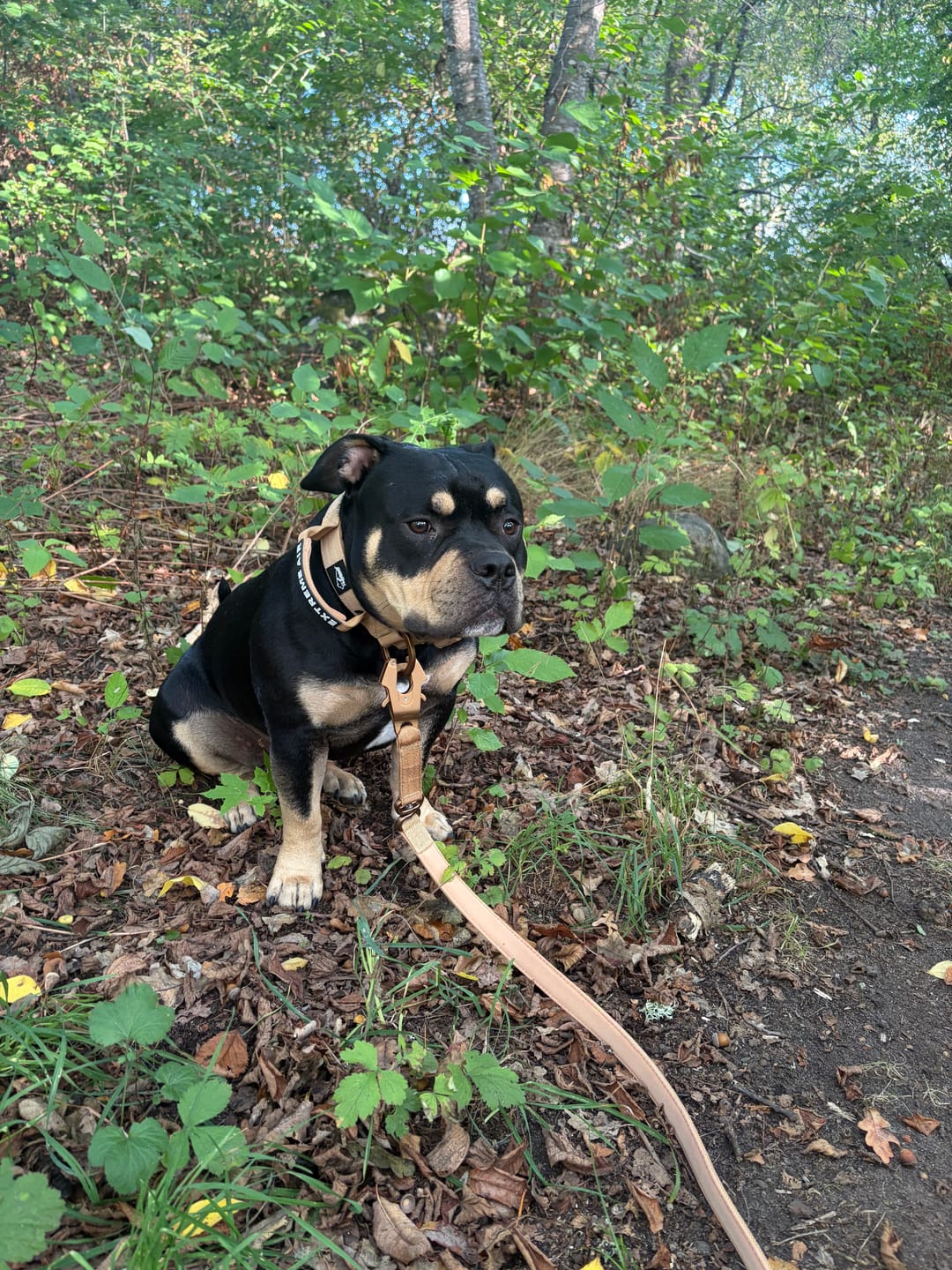 Customer photo review of Extreme Air Set  Army Green - Lätt och slitstarkt hundset