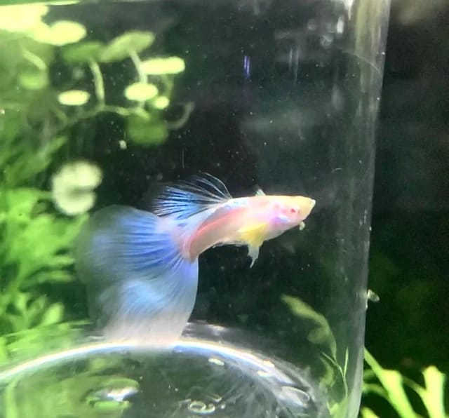 Customer photo review of Blue Topaz Big Dorsal Guppy Fish