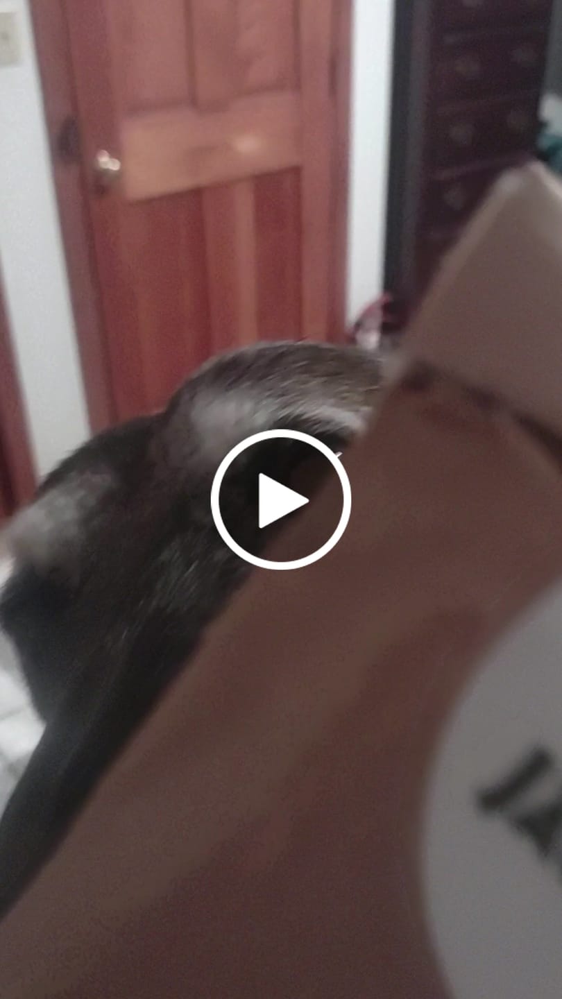 Customer video review of Medium Elk Chew