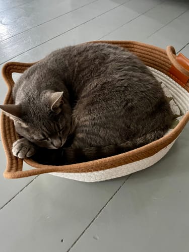 Customer's gray cat curled up sleeping inside the Instinct Basket, a soft round basket with brown and white sides.