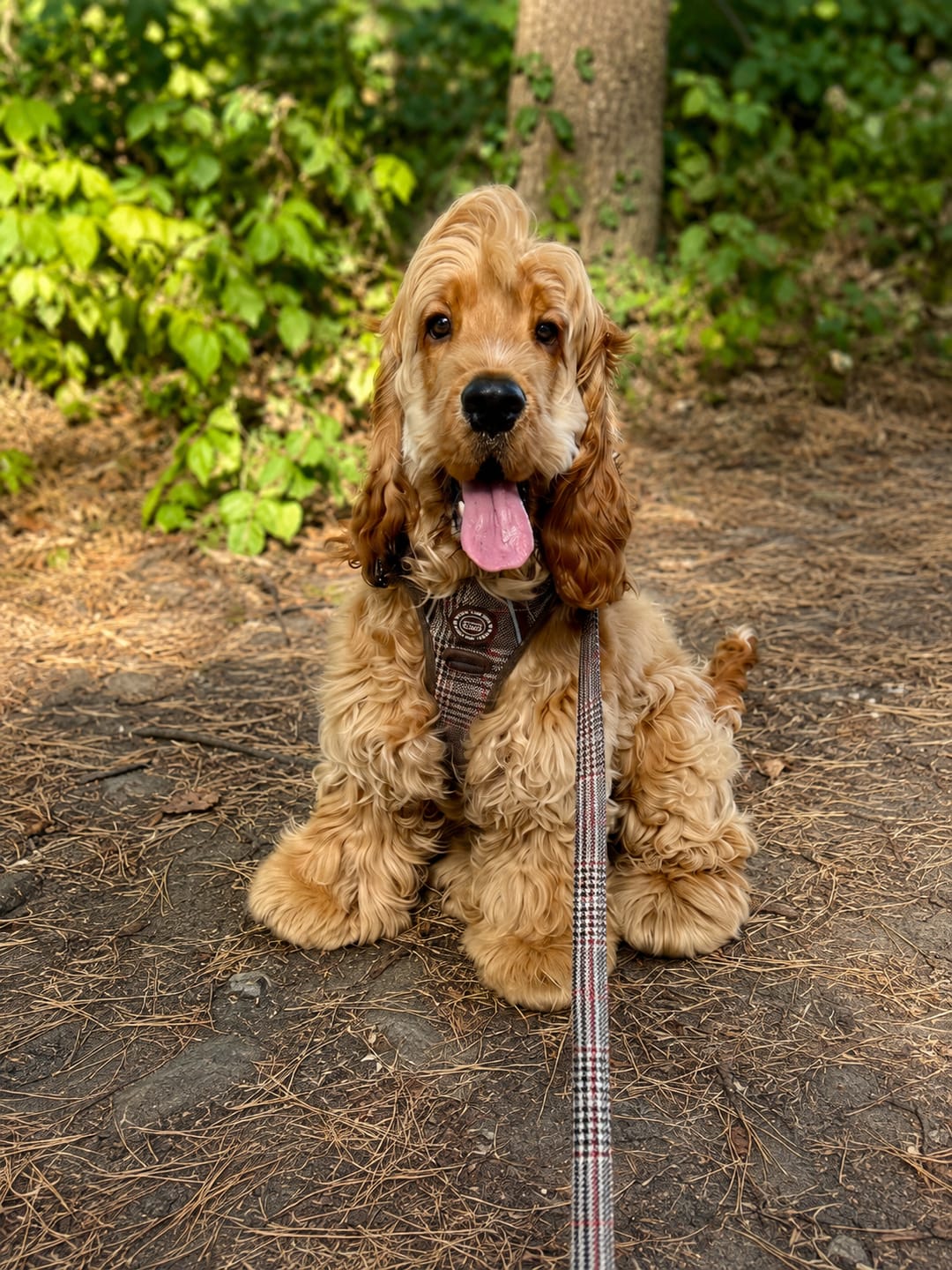 Customer photo review of Dog Lead 5ft - Colour Drops - Heritage Plaid