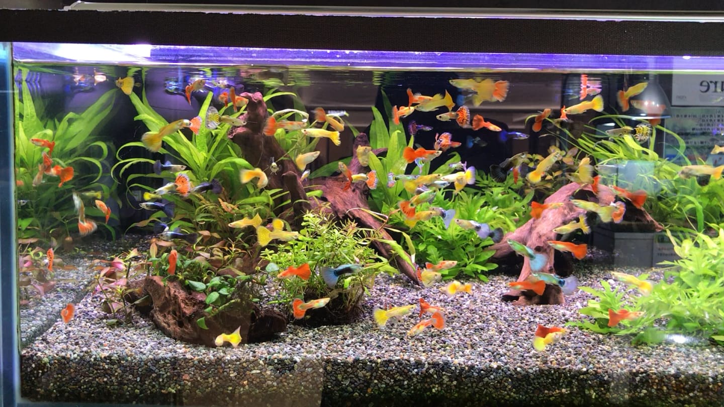 Customer photo review of Blue Topaz Big Dorsal Guppy Fish