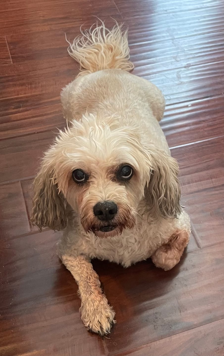 Customer photo review of Daily Healthy-Aging Support for Aging Dogs