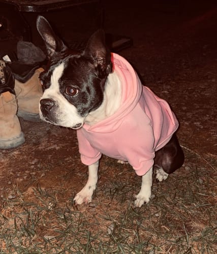 Customer photo review of Mystery Box - Dog