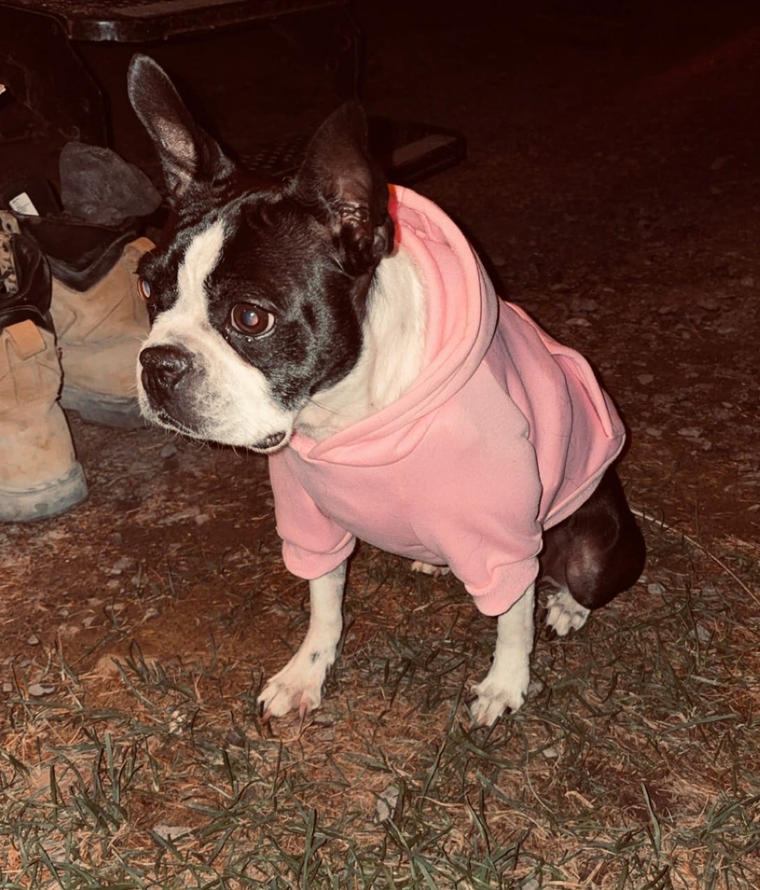 Customer photo review of Mystery Box - Dog