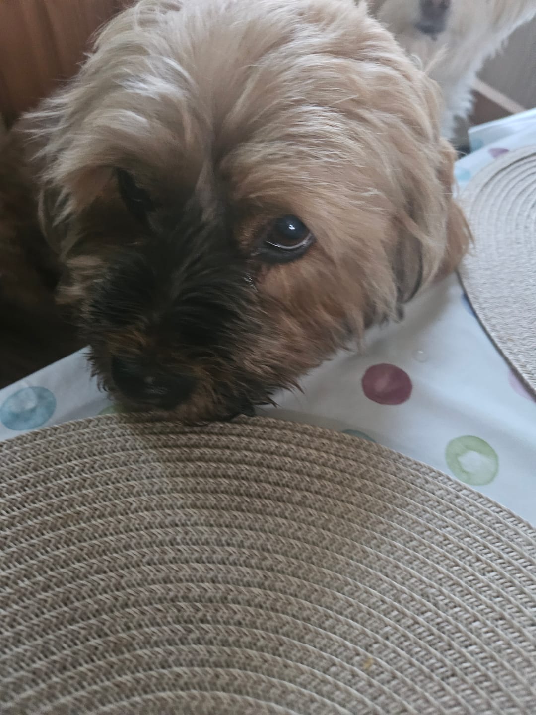 Customer photo review of Dentalspray für Hunde & Katzen