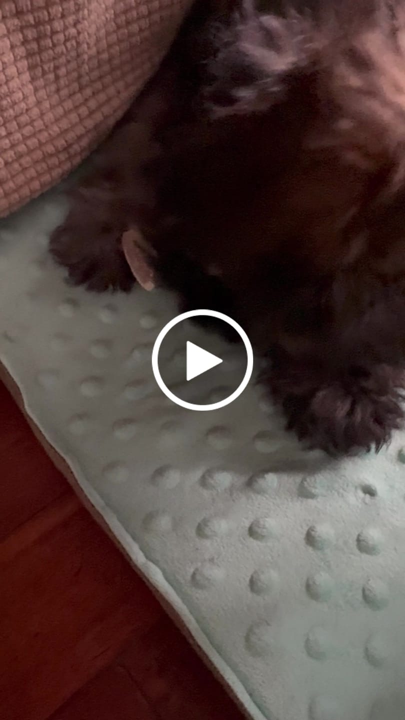 Customer video review of Asta de ciervo para perros - Principiante