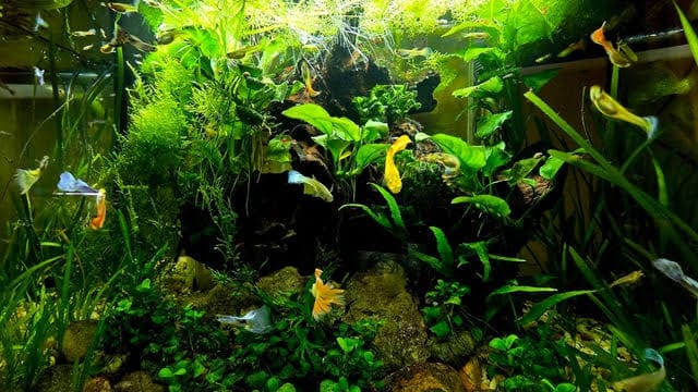 Customer photo review of Purple Lavender Mosaic Fancy Guppy Fish