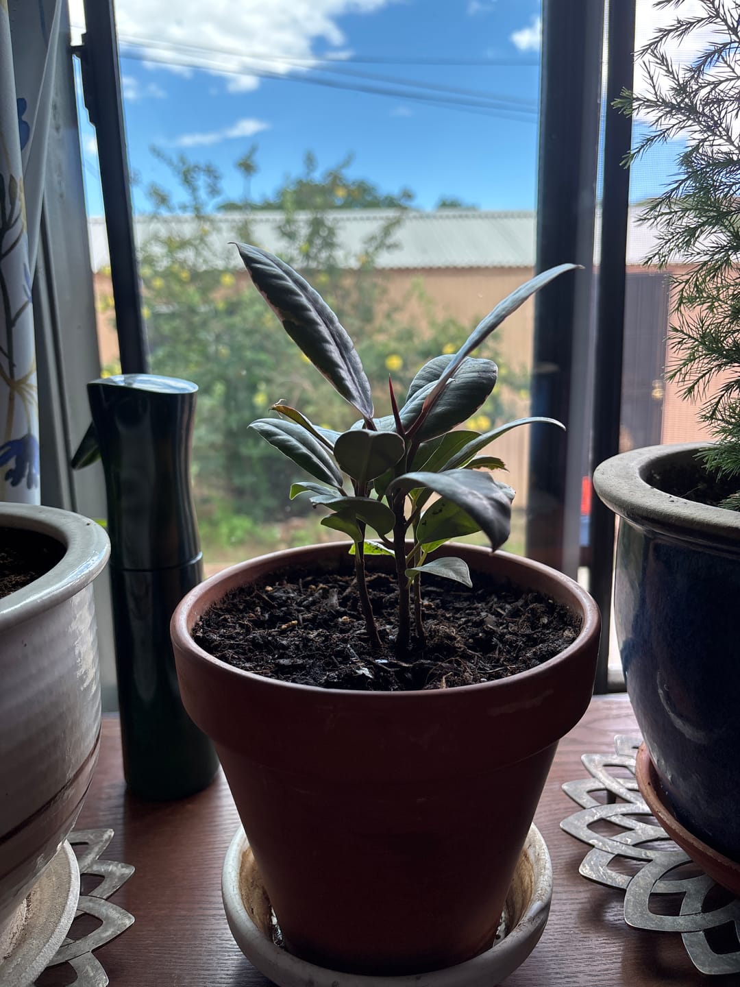 Customer photo review of Rubber Tree - Ficus Elastica Burgundy - 4” Pot Indoor live rubber tree - Easy care houseplant - Home decor plant - Gift plant