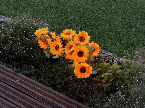 Customer photo review of Mes petits tournesols®