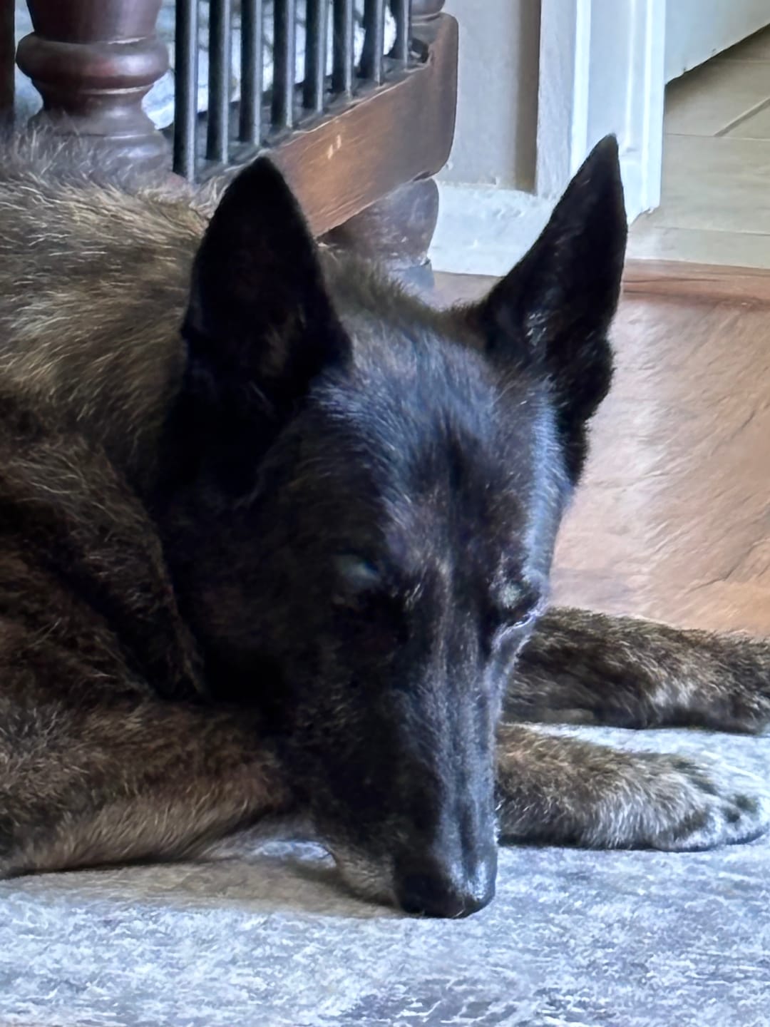 Customer photo review of Pet Tinctures 300/600/1200Mg Natural/Salmon Flavor 30ml