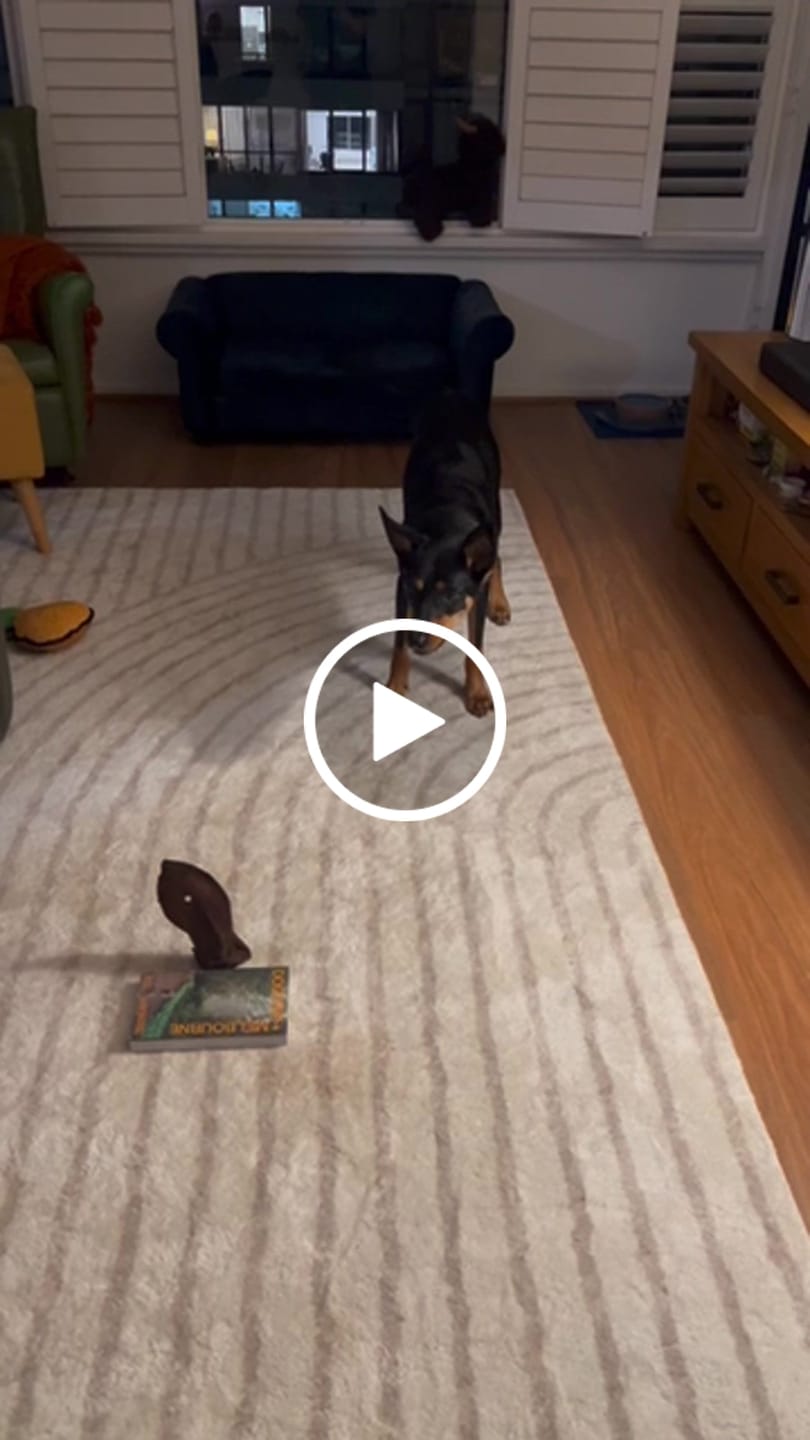 Customer video review of Beef Hairy Ears