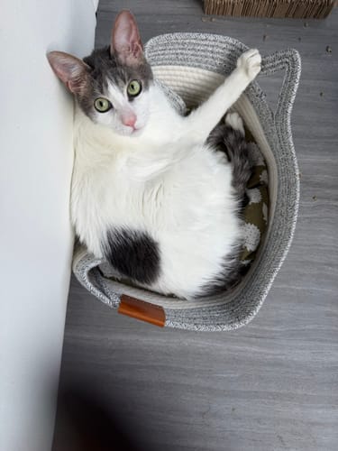 Customer's gray and white cat resting inside the round Instinct Basket, gazing up.