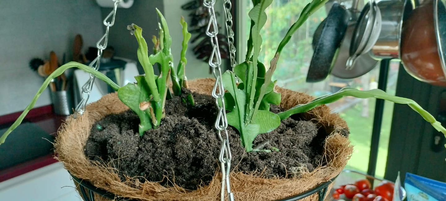 Customer photo review of Epiphyllum, Cacto sianinha, Selenicereus anthonyanus