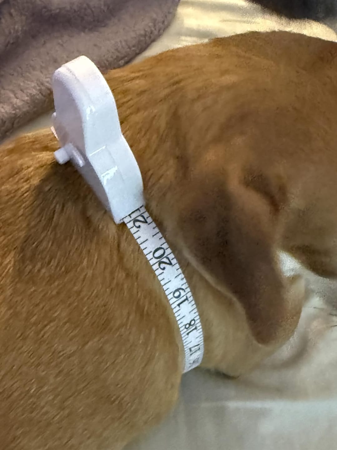 Customer photo review of Retractable Body Measuring Tape – Dual-Sided 60in / 150cm