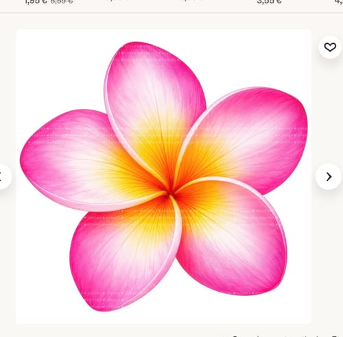Kundenfoto zeigt eine pink-gelbe Plumeria-Blüte passend zum Duft Kiage 296.