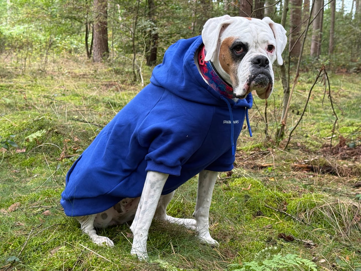 Customer photo review of Essential Dog Hoodie - Midnight Blue