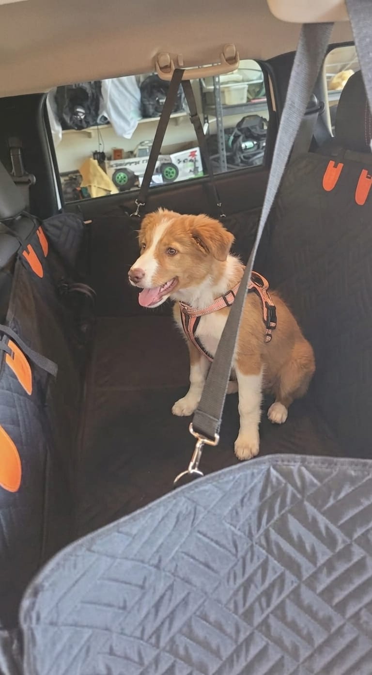 Customer photo review of Wagsy Co Dog Seat Cover
