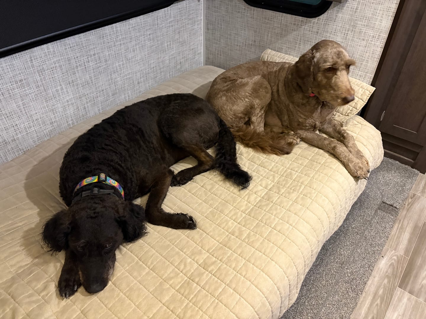 Customer photo review of FurLife™ - 12 Months All Natural Flea and Tick Tags for Dogs