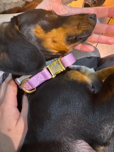 Customer photo review of Collar Pets Club Hebilla Grabada