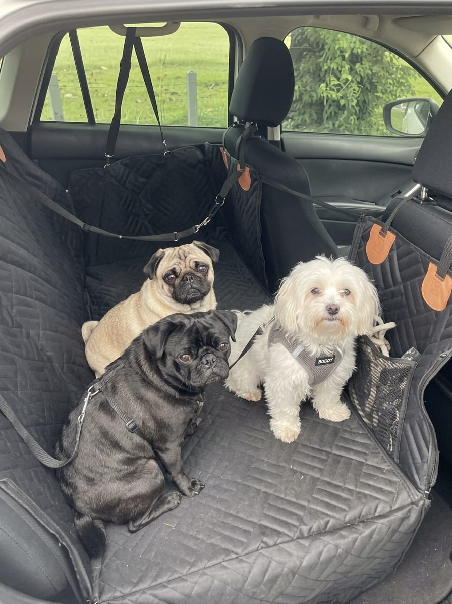 Customer photo review of Wagsy Co Dog Seat Cover
