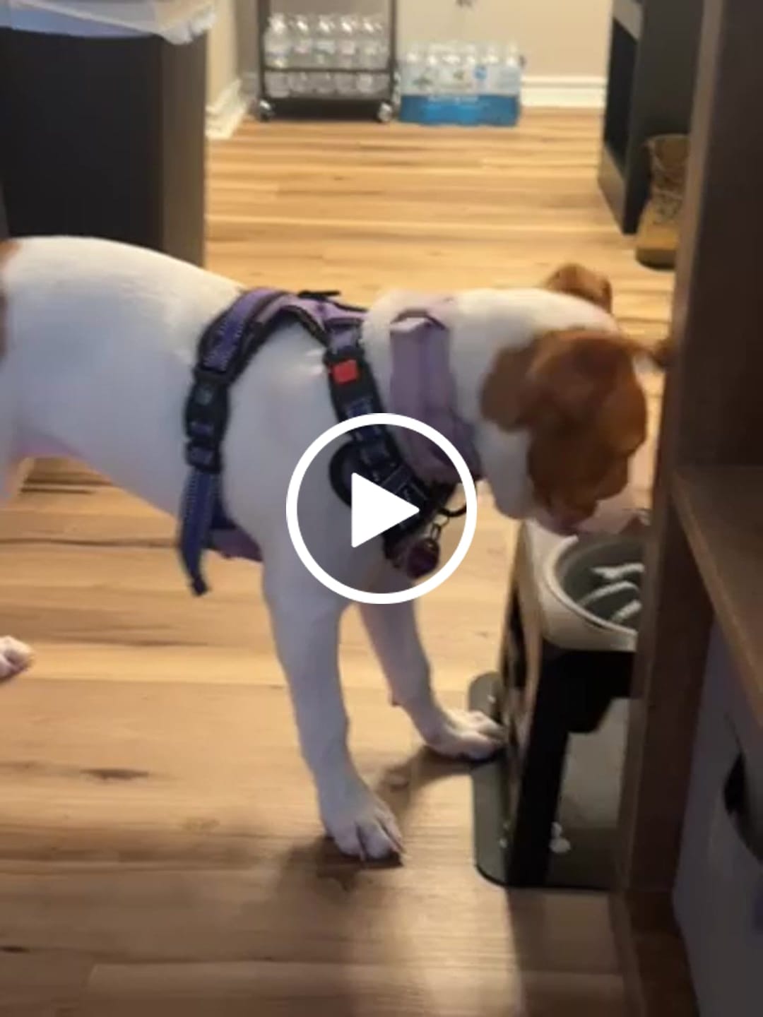 Customer video review of Team K9® Tactical Dog Collar