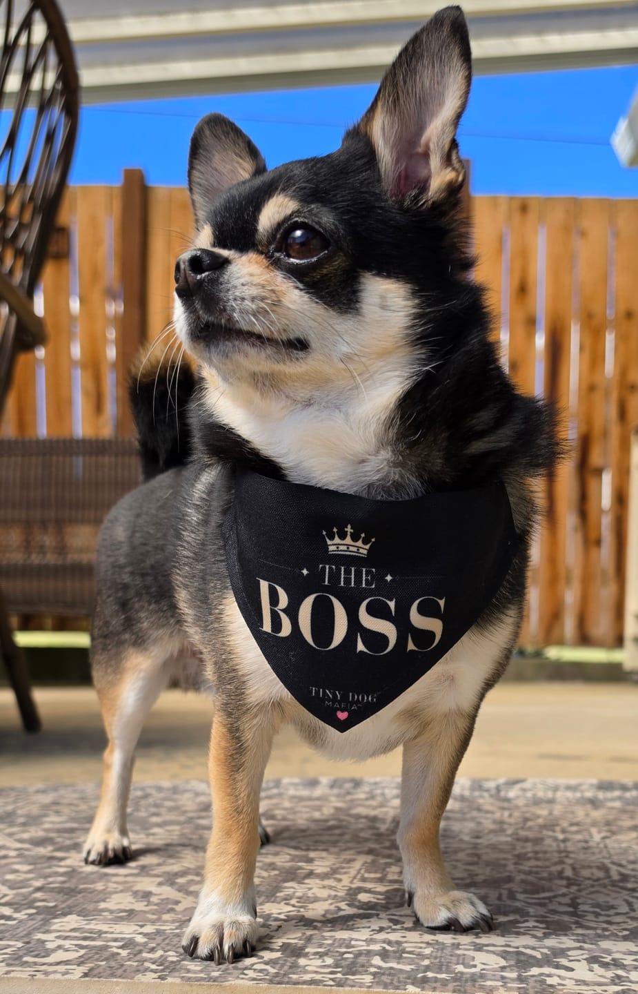 Customer photo review of The Boss - Bandana
