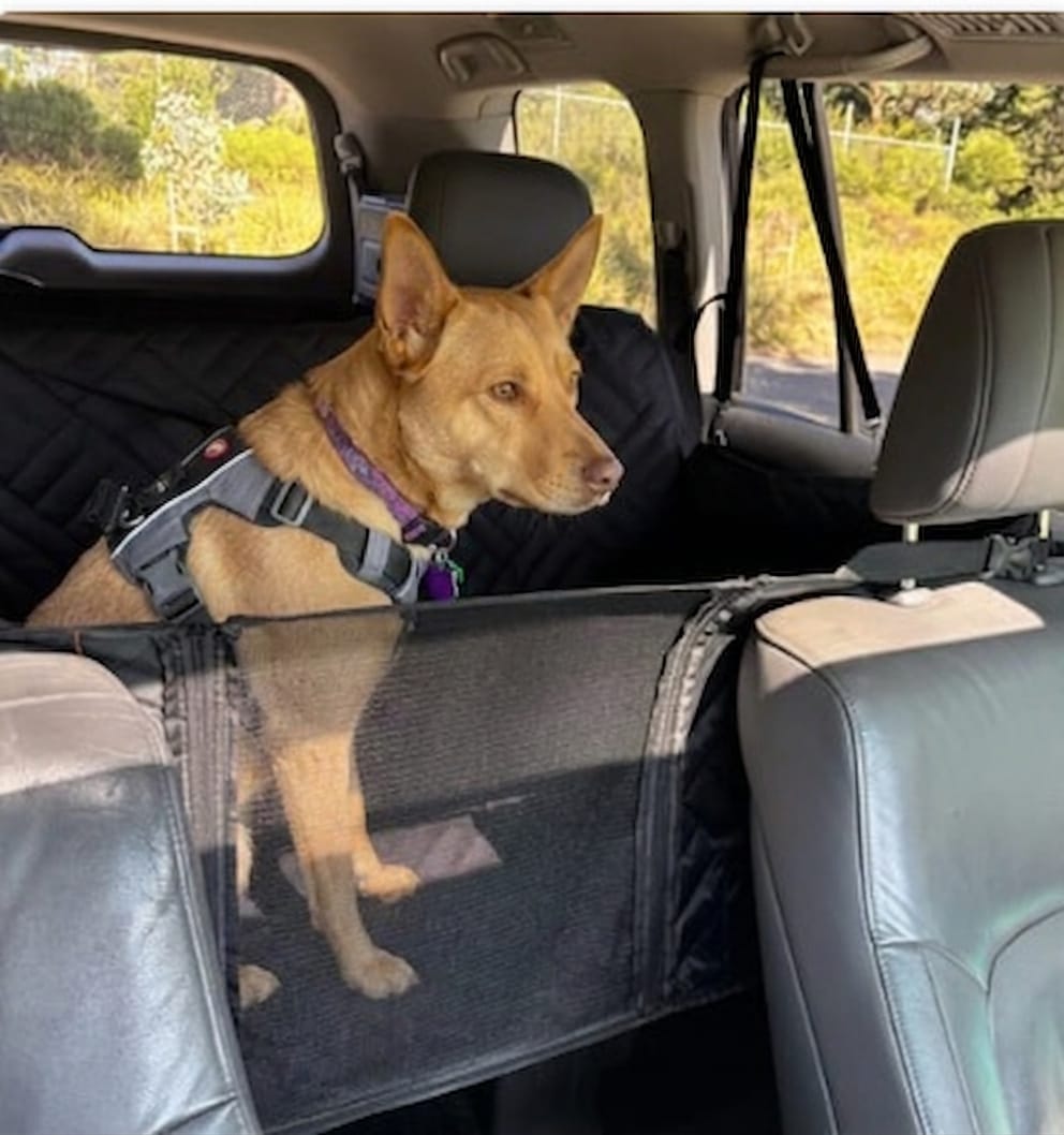 Customer photo review of Wagsy Co Dog Seat Cover