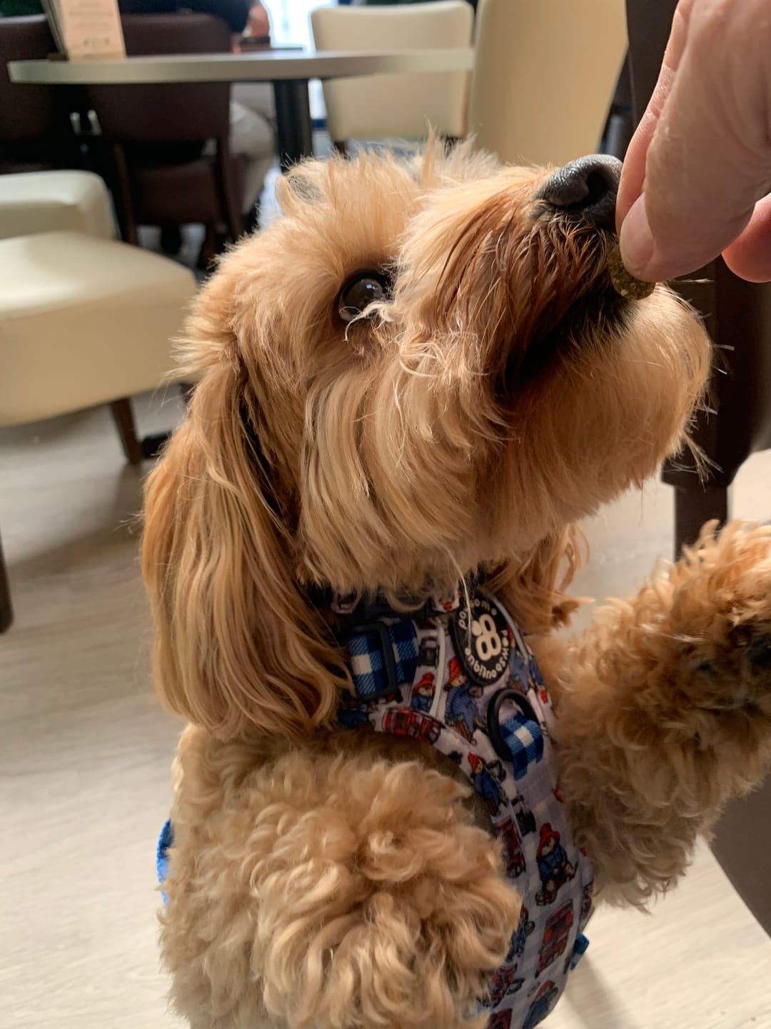 Customer photo review of Paddington™ Bow Tie - London