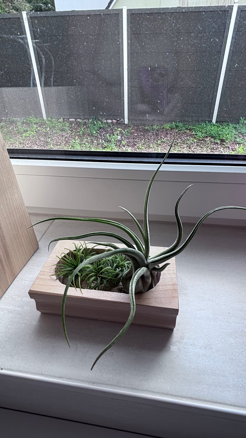 Customer photo review of Tillandsia caput medusae