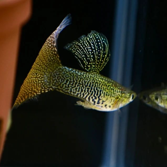 Customer photo review of Albino Yellow Lace Guppy Fish