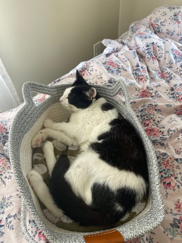 Customer's black and white cat sleeping curled up in a grey Instinct Basket on a floral bedspread.
