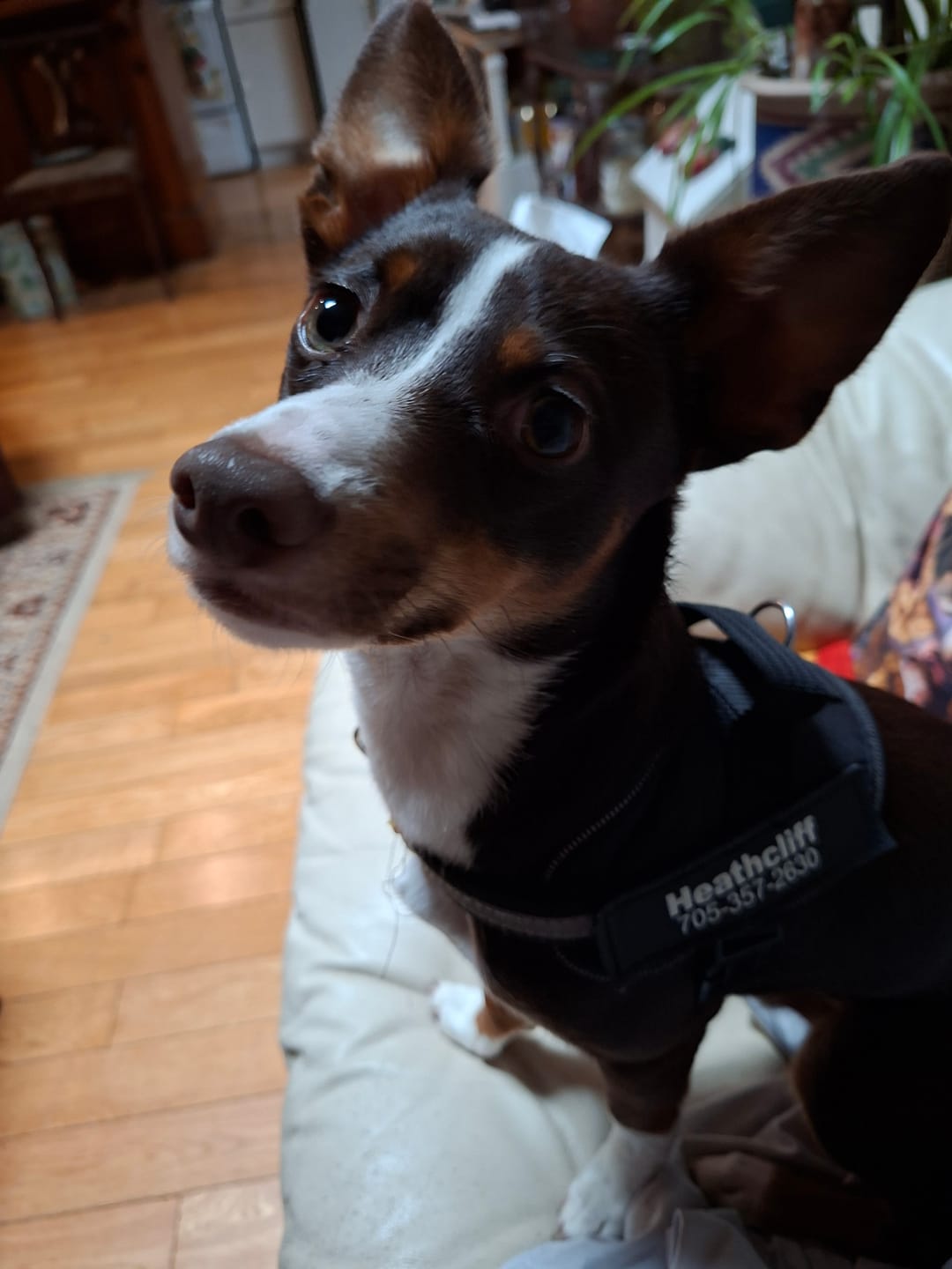 Customer photo review of Dogshood ™ Ergonomic Harness