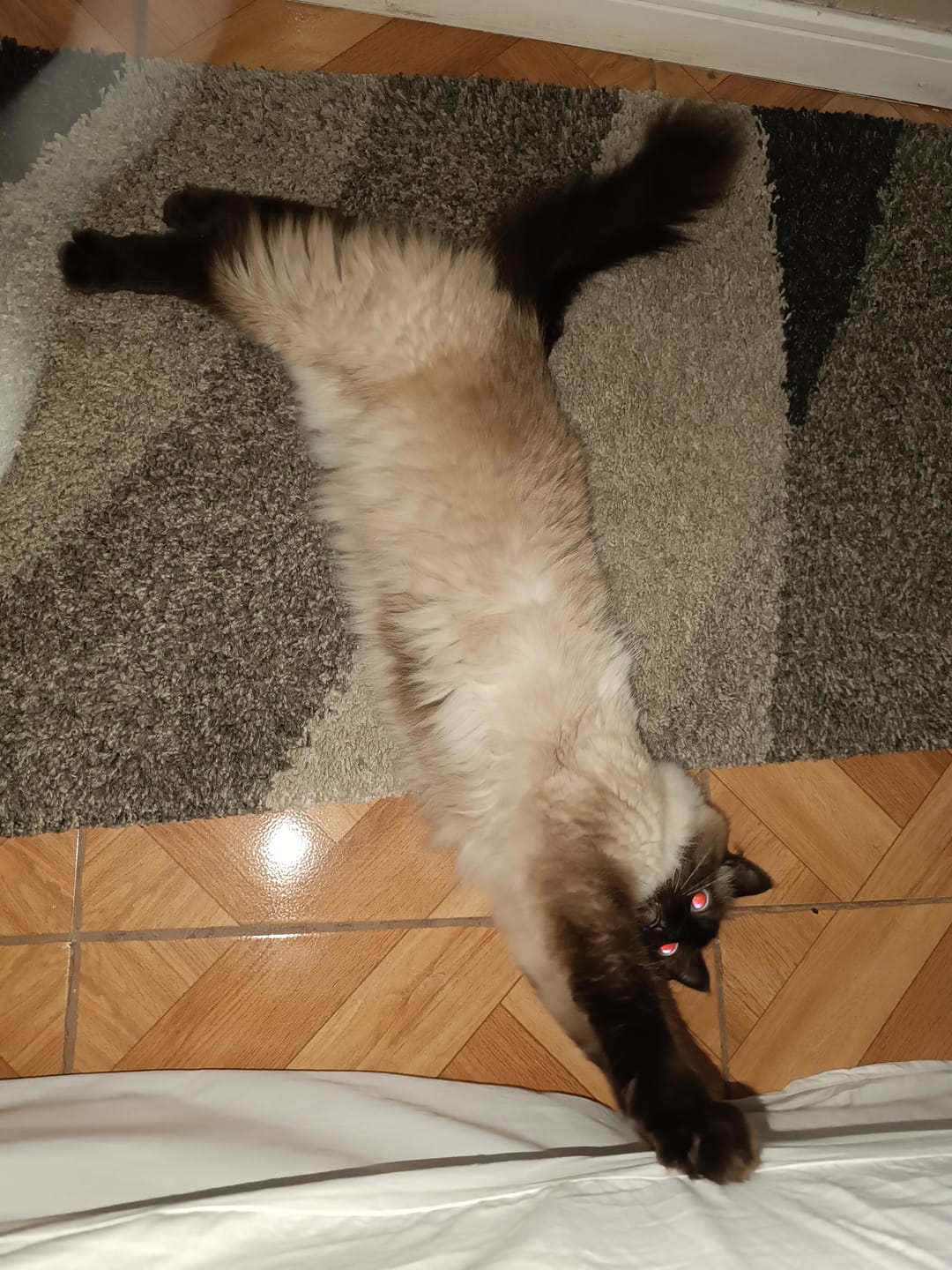 Customer photo review of LEROY GRILLÉ DE CARNES GATO CASTRADO 10,1 KG