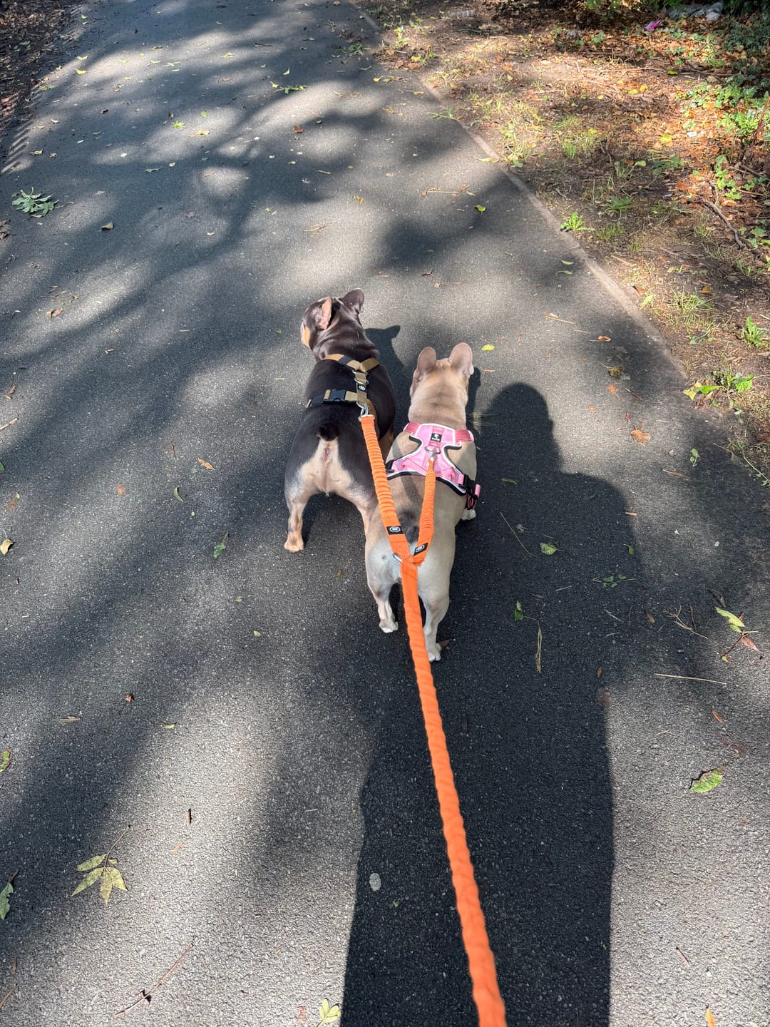 Customer photo review of Prime harness - Pink