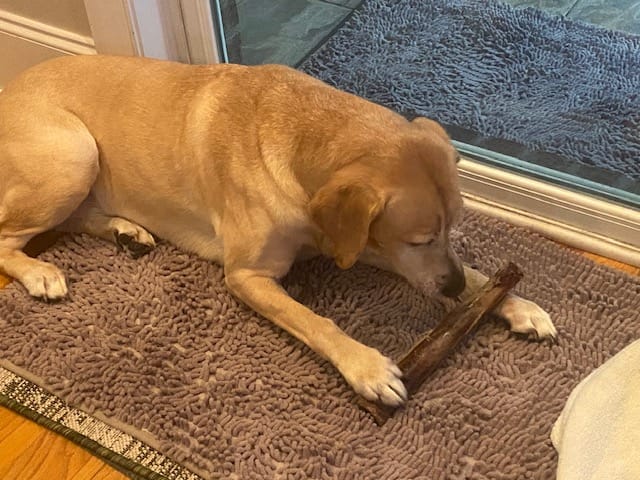Customer photo review of Ostrich Shaft Bones (11" x 2"): The Long-Lasting, Flavorful Chew for Medium to Large Dogs