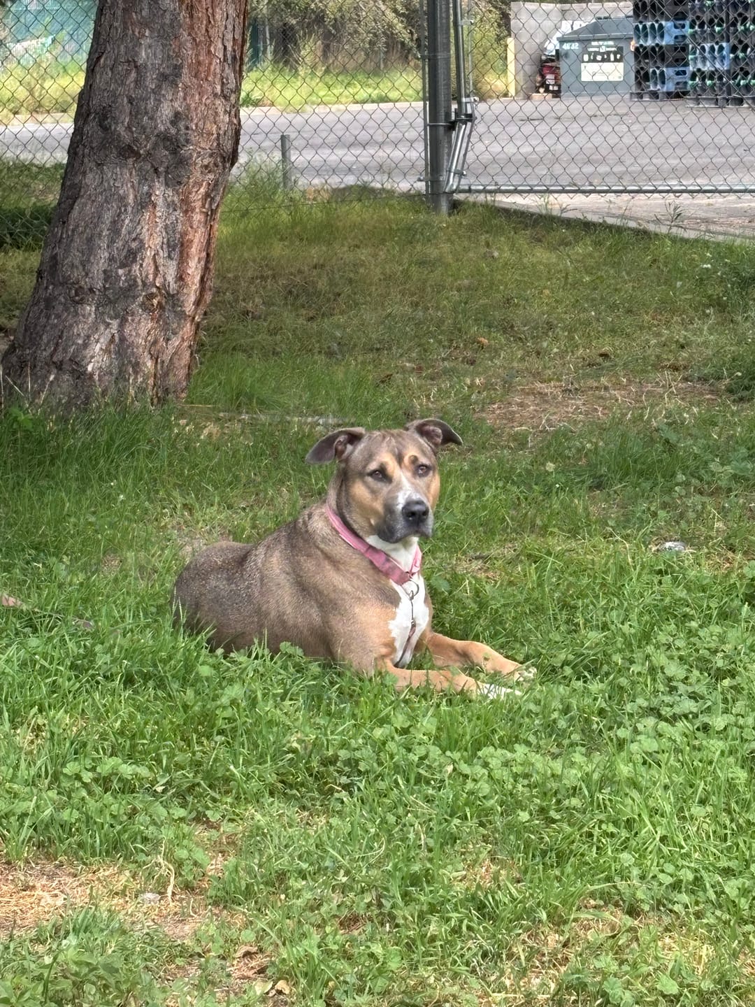 Customer photo review of Cutest Pets of Pupvote Summer 2026