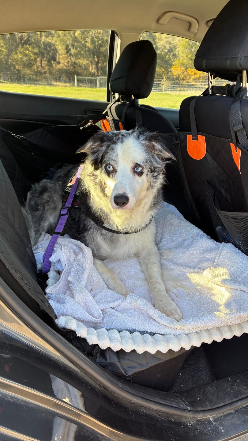 Customer photo review of Companion&Co™ Hard Bottom Car Seat Cover